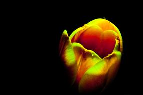 Tulip green yellow light