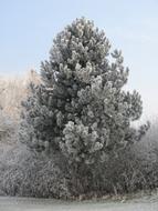 WinterS Day Hoarfrost