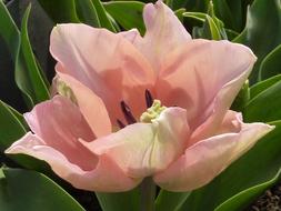 Beautiful, pink, orange, white and green tulip flower, among the green leaves