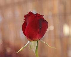 Close-up of the beautiful red rose flower with green leaves at blurred background