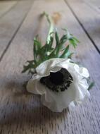 white poppy on the wooden floor