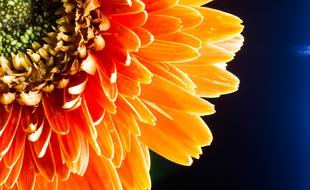 orange Flower Macro photo