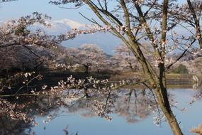 Chaya Marsh Park Cherry Blossoms