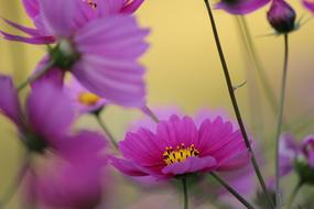 Flowers Kawamata