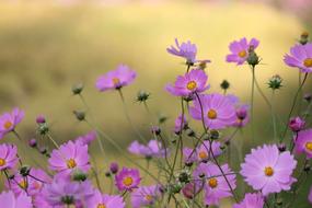 Flowers Kawamata