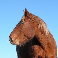 Horse Equine Head