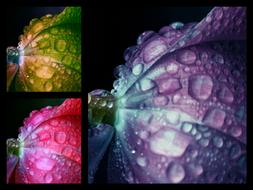 Flowers Collage Color water Drops
