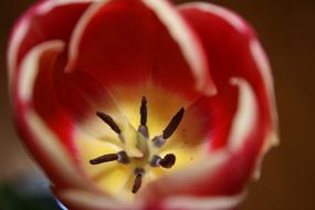 Red Flower Blossom bud