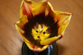 yellow black tulip close up