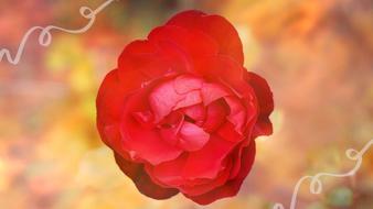 Rose Flower at blurred colorful background, digital art