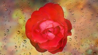 red rose on a background with raindrops