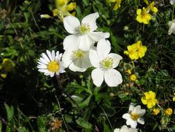 wondrous Alpine Flowers and yellow flowers
