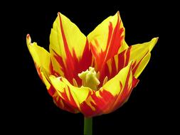 Yellow and red Flower Tulip