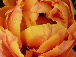 Flower Tulip Orange Golden garden