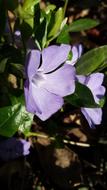 purple Flowers in garden