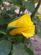 yellow rose in the garden close-up on a blurred background