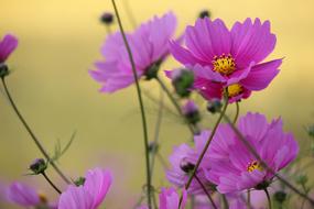 Flowers Kawamata
