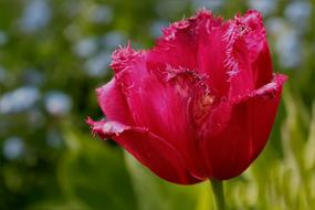 pink Flower Frans Tulip