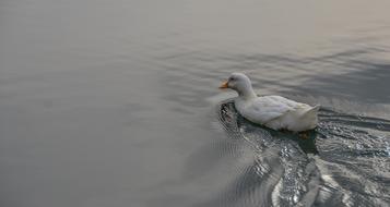 Duck Water