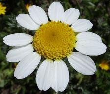 Close-up of the beautiful, blossoming white anacyclus flower with yellow core