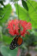 Close-up of the beautiful, colorful and patterned butterfly on the beautiful red and orange flowers