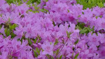 Purple Big Flower