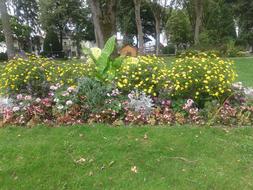 Garden Flowers