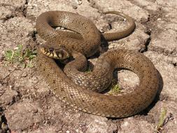 wild Snake on stone