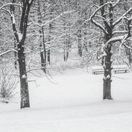 Snowy trees at Winter