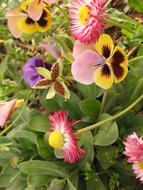 Creation Beauty colors flowers