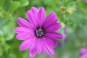 closeup view of Purple flower plant
