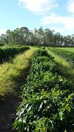 coffee field