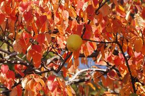 Chinese Quince Wood