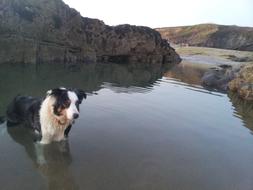 Sheepdog Rockpool Tommy