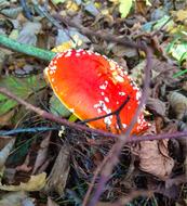 Red Mushroom plant in autumn