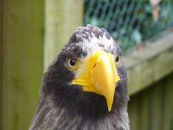 Eagle