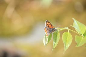 Butterfly Lycaena Phlaeas in garden