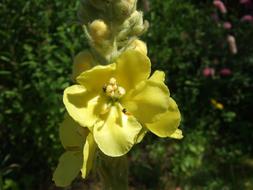 Verbascum Flower green leaves