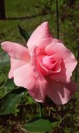 open Pink Rose bud