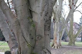 Tree Bark Log