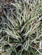 Grass Frost