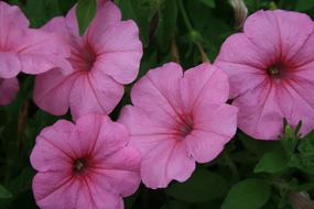 macro photo of pink petunia