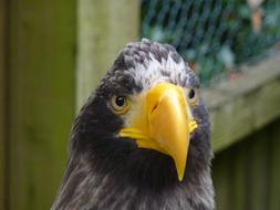 Eagle