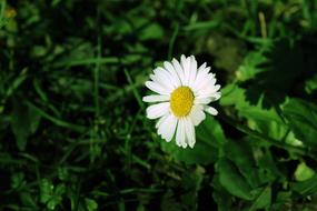 Daisy and Grass Green