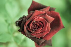 Rose Red Flower green background