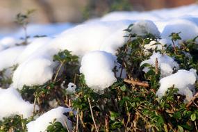 Thaw, Snow melting on evergreen Hedge