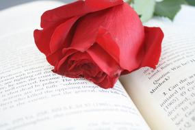 Rose Red Flower book text