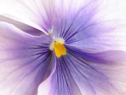 purple flower close-up