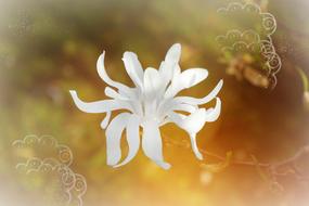 painted white magnolia on gold background