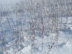 Winter Snowy reed grass